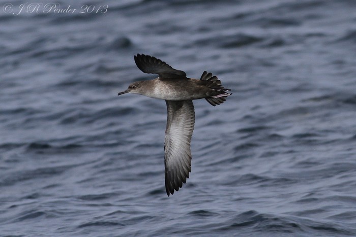 Balearic Shearwater