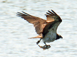 Osprey
