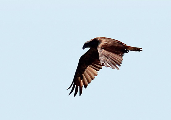 Osprey