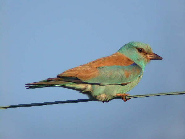 Roller