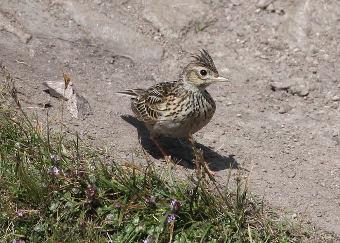 Skylark