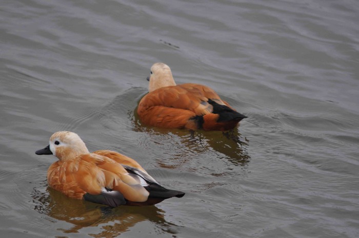 Ruddy Shelduck