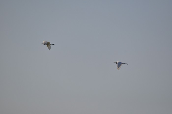 Great White Egret