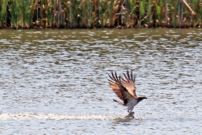 Osprey