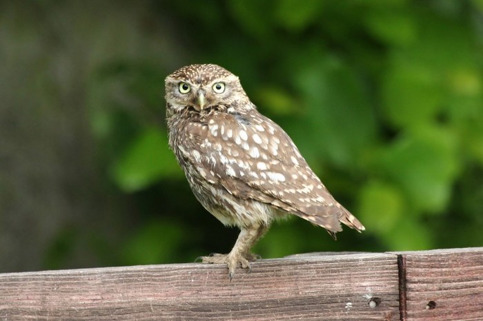 Little Owl