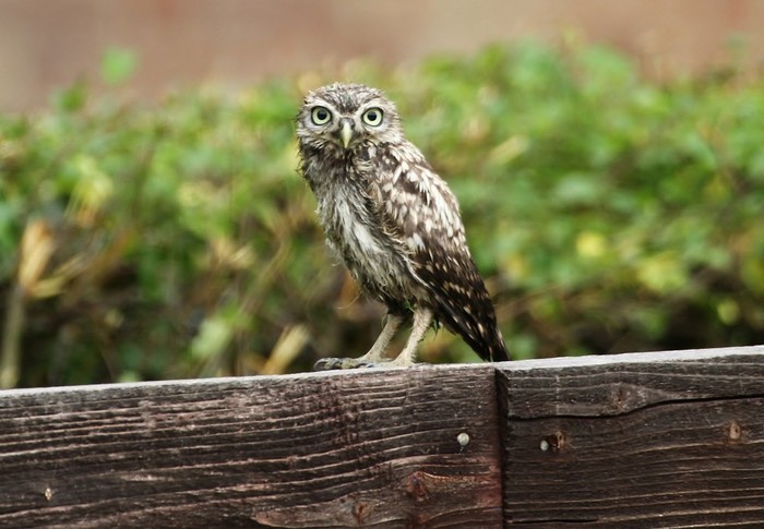 Little Owl