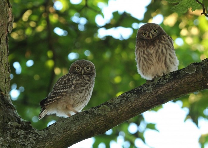 Little Owl