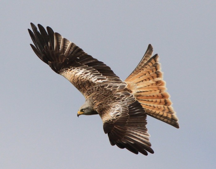 Red Kite