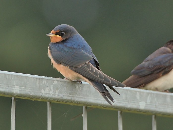 Swallow
