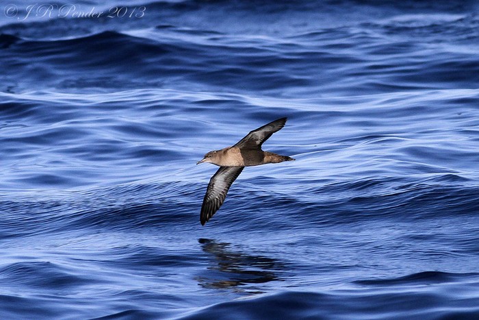 Sooty Shearwater