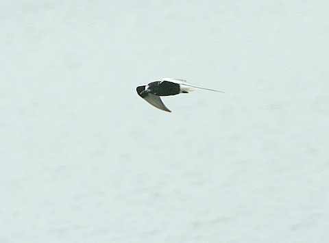 White-winged Black Tern