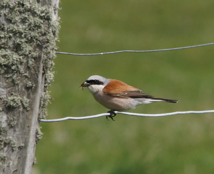 Red-backed Shrike