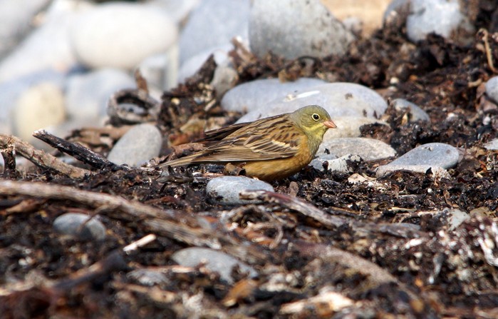 Ortolan Bunting