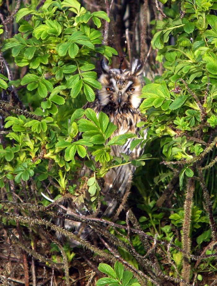 Long-eared Owl