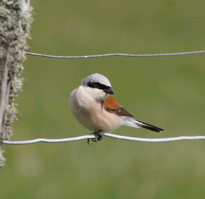 Red-backed Shrike