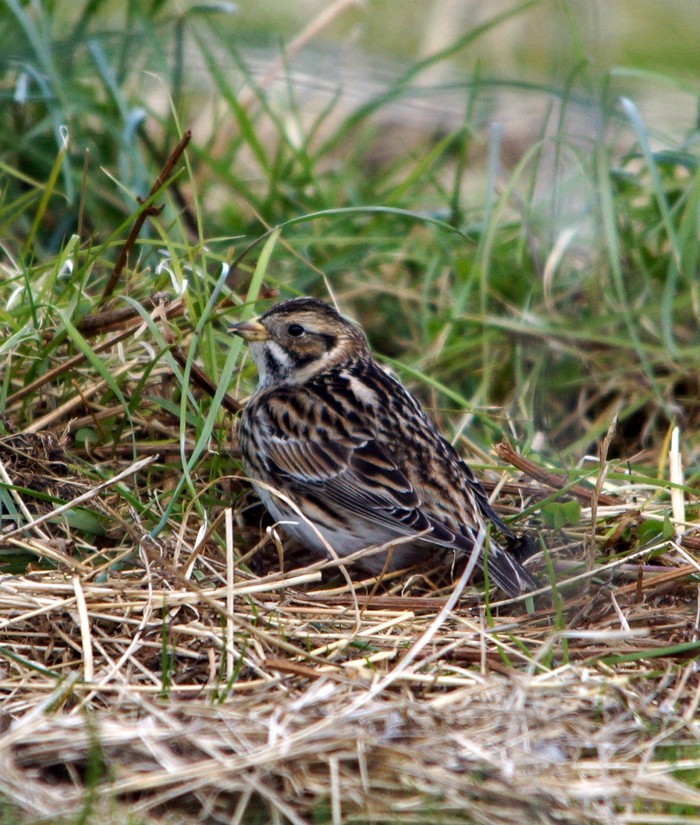 Lapland Bunting