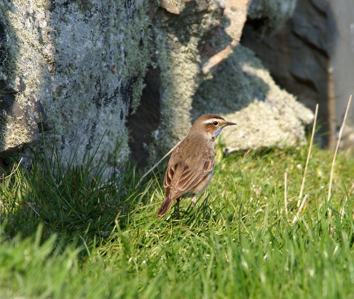 Red-spotted Bluethroat