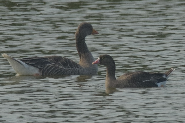Lesser White-fronted Goose