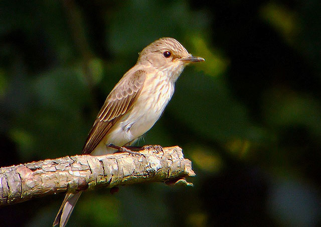 Spotted Flycatcher