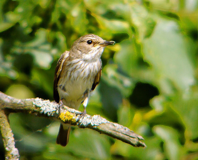 Spotted Flycatcher