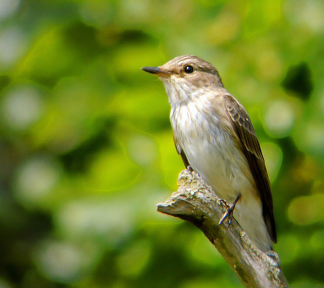 Spotted Flycatcher