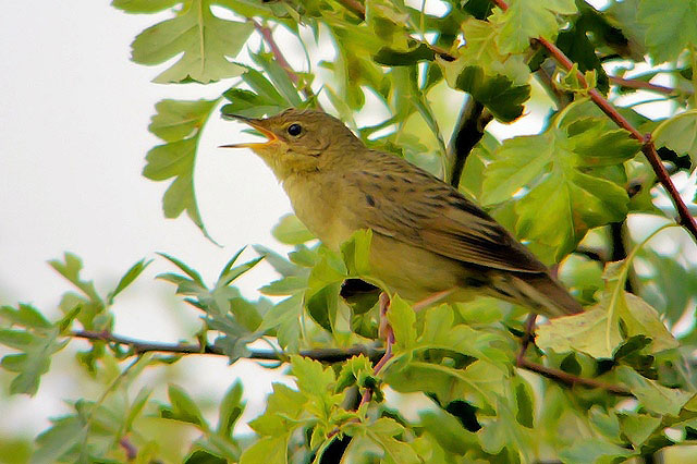 Grasshopper Warbler