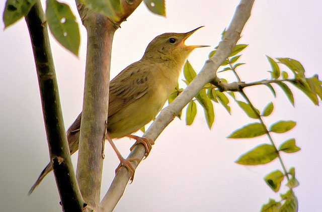 Grasshopper Warbler