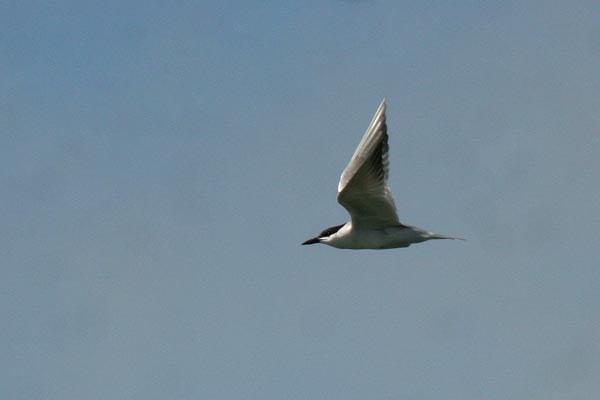 Gull-billed Tern