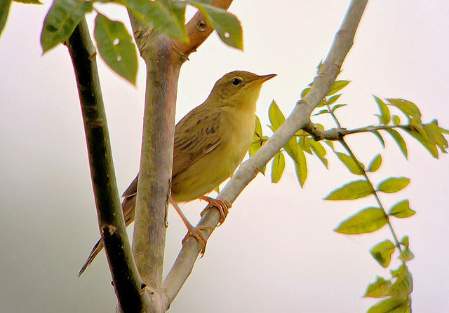 Grasshopper Warbler