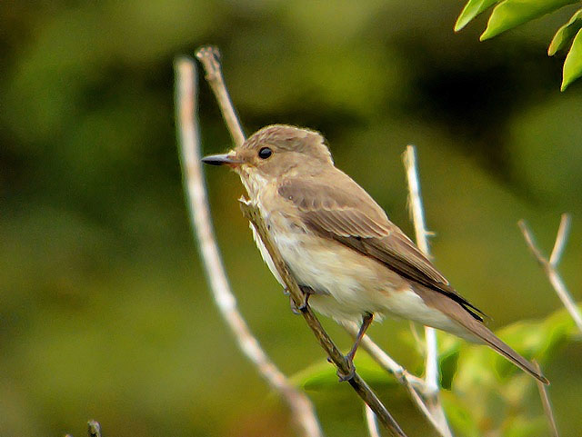 Spotted Flycatcher