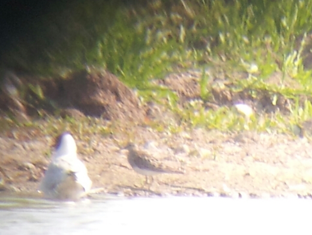 Pectoral Sandpiper