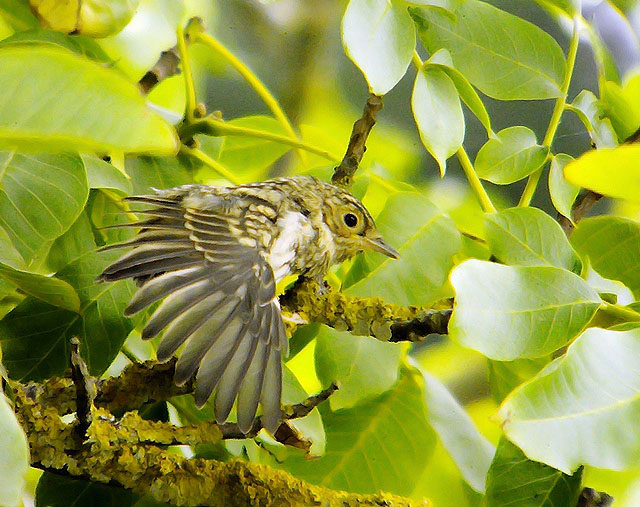 Spotted Flycatcher