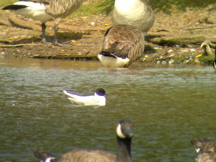 Little Gull