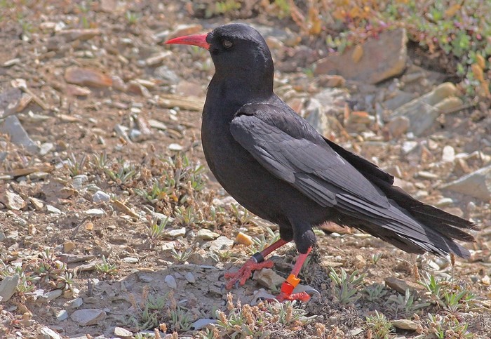 Chough