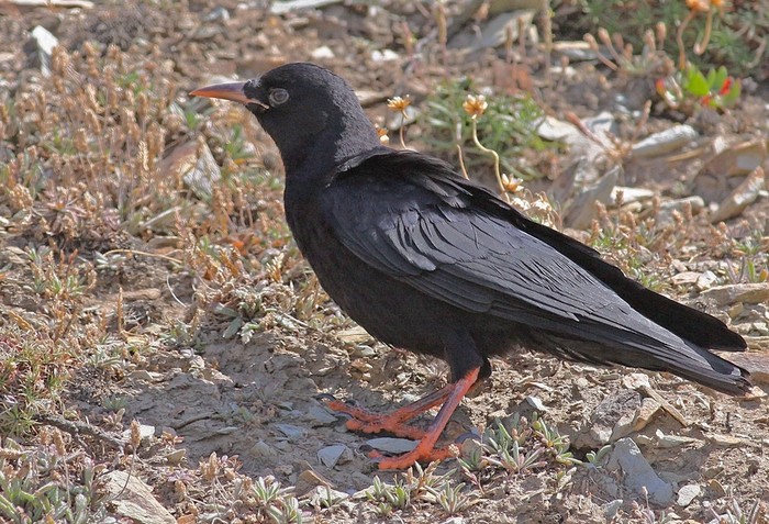 Chough