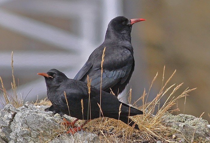 Chough