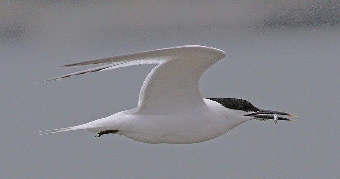 Sandwich Tern