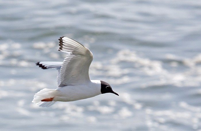 Bonaparte's Gull