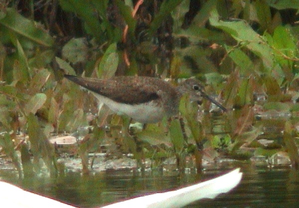 Solitary Sandpiper