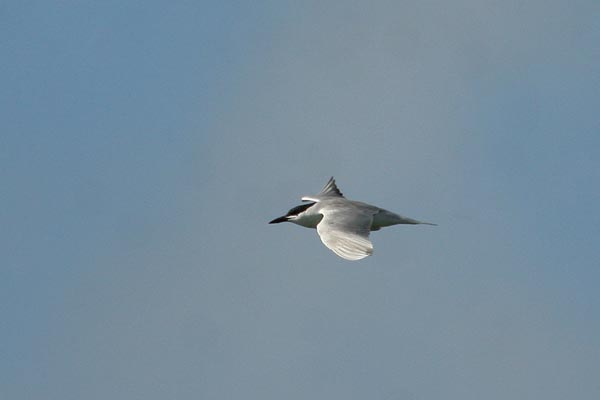 Gull-billed Tern