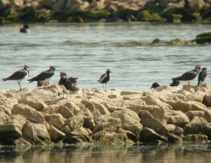 Pacific Golden Plover