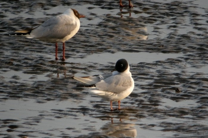 Bonaparte's Gull