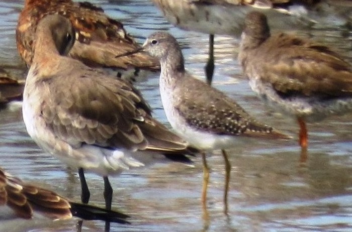 Lesser Yellowlegs