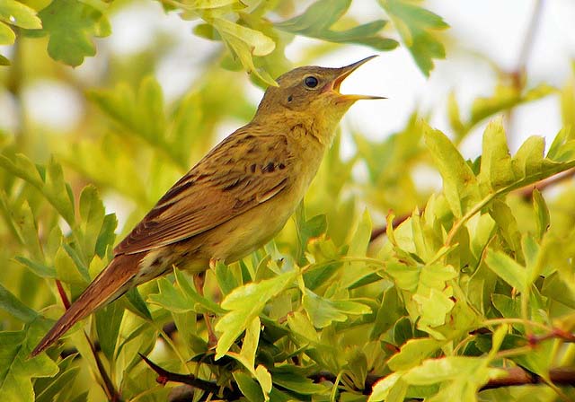 Grasshopper Warbler