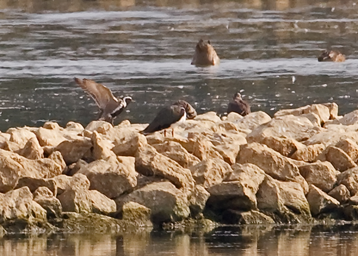 Pacific Golden Plover