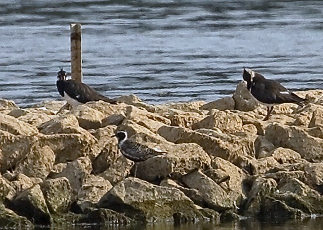 Pacific Golden Plover