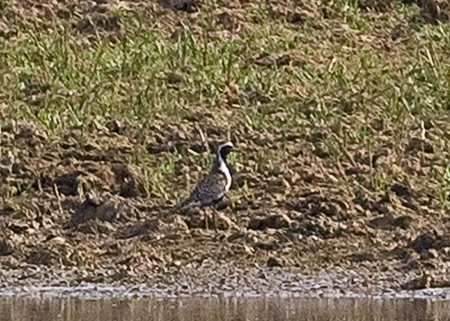 Pacific Golden Plover