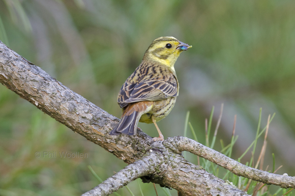 Yellowhammer