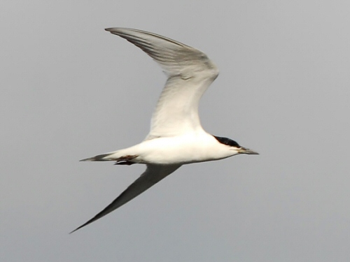Gull-billed Tern