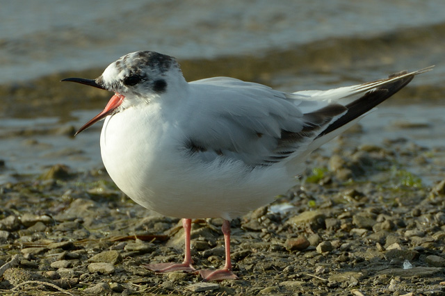 Little Gull